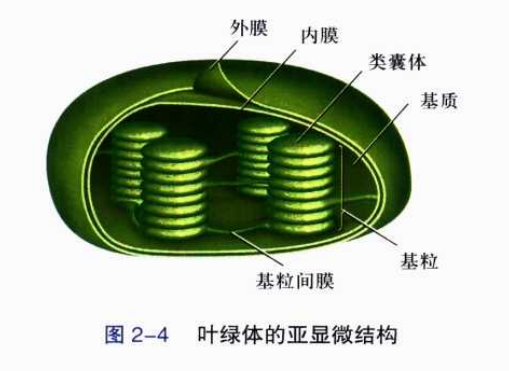 光合作用的中的光反应和暗反应是怎么一回事? - 知乎