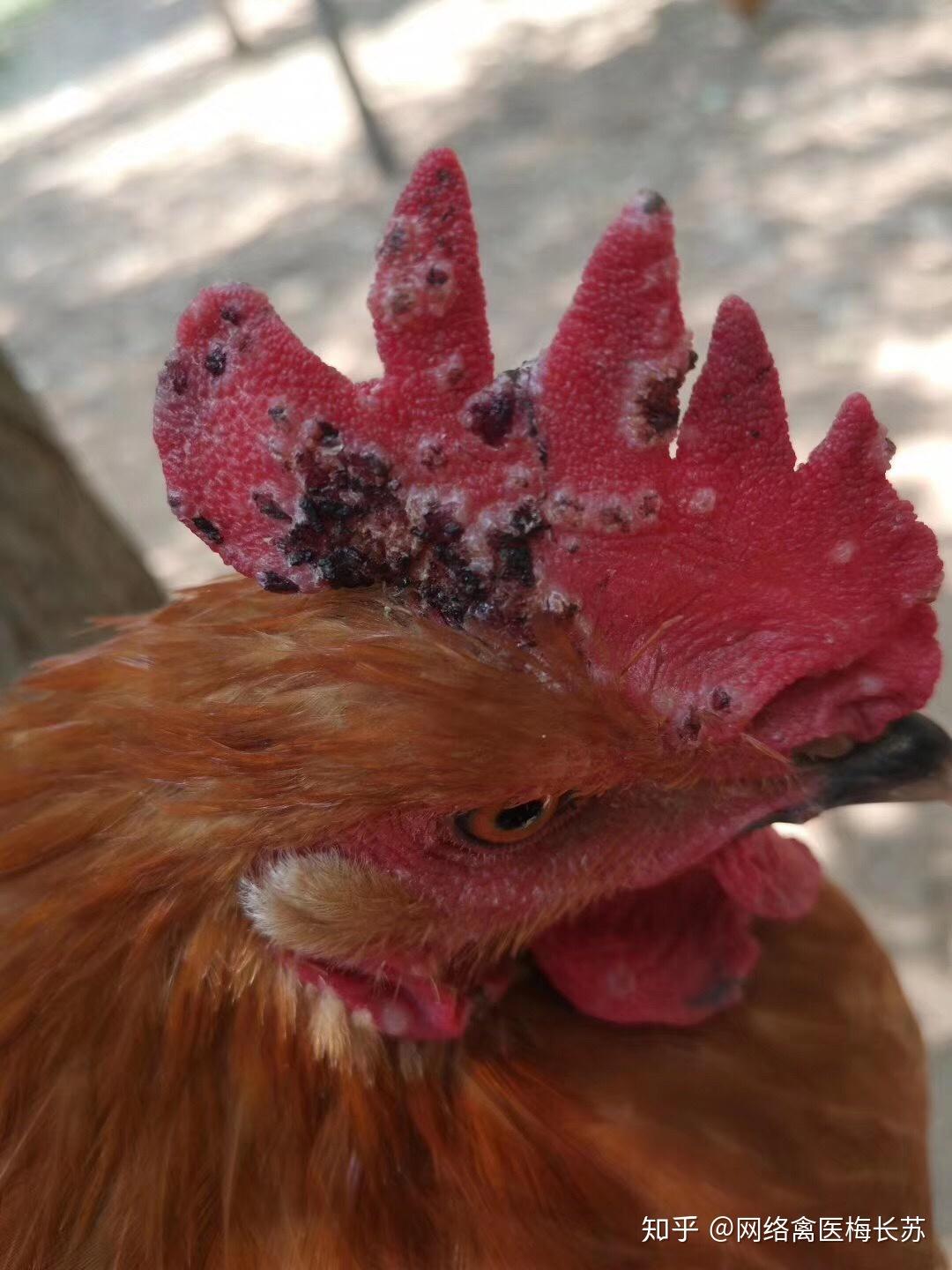 鸡痘免疫你到底会接种吗?干货分享,值得收藏.