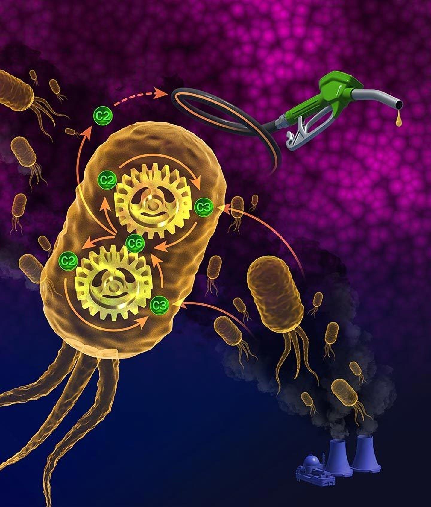 【四川熙晟能源】科学家绘制出一条可让微生物通过发酵二氧化碳来制造
