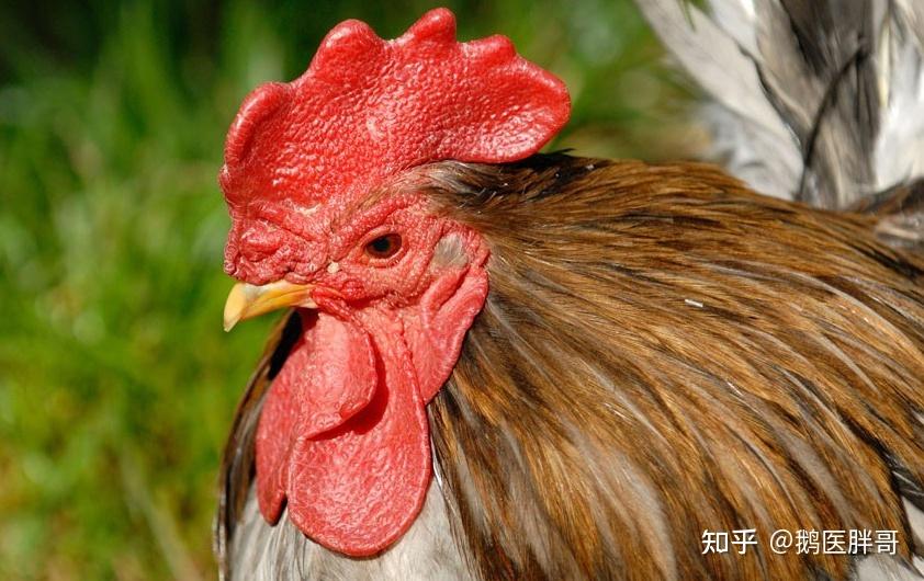 鸡冠子小不红的原因鸡补充什么能让鸡冠红鸡冠长不大不红怎么办鸡的