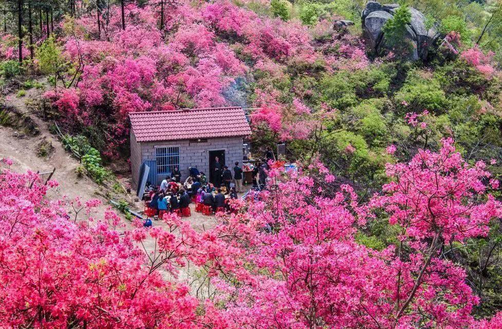 十里春风不如你黄狮寨上杜鹃红