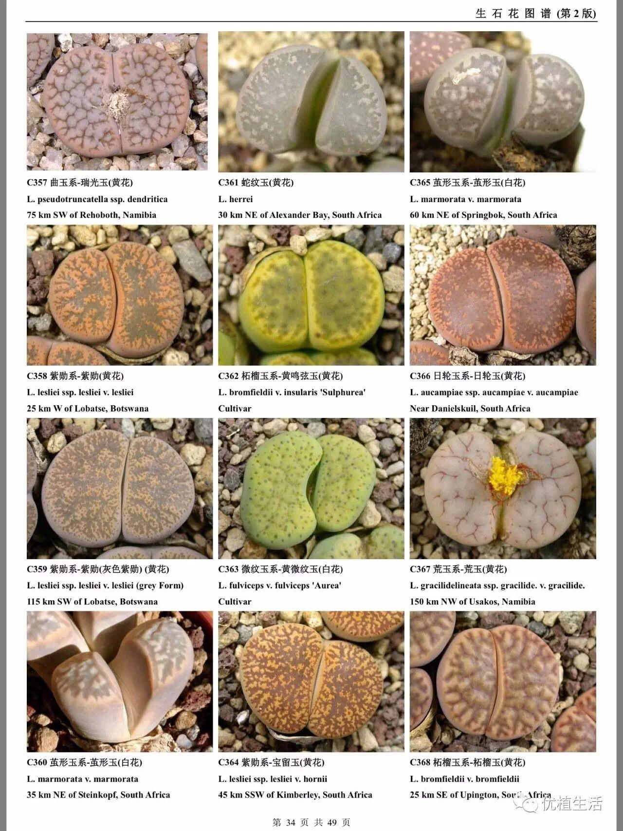 多肉植物#生石花#高清大图图鉴 - 知乎