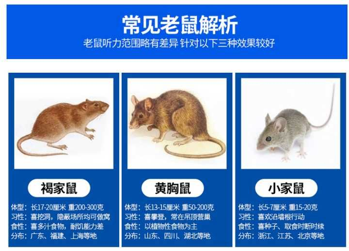 常见的家鼠有哪些？家里进了老鼠怎么办？它们有什么危害？