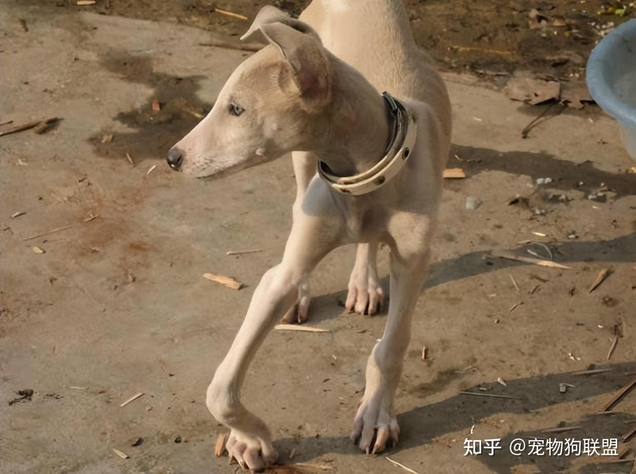狗狗出现这几种情况说明要及时补钙了