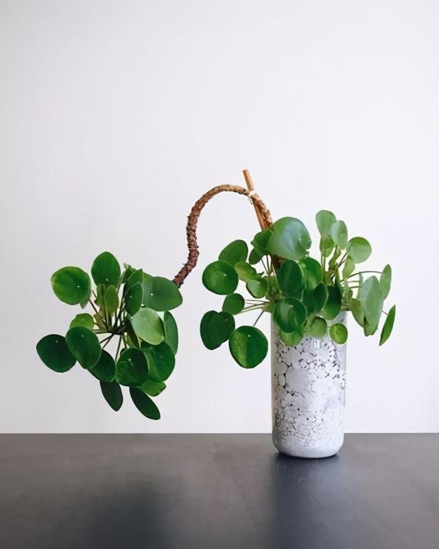 外观极为相似的真假铜钱草,你养对了吗?