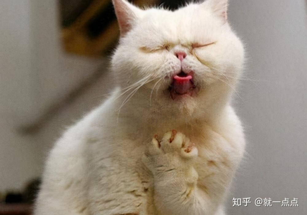 猫猫吐吐 猫猫吐吐（通常盤） – TOY'S STORE