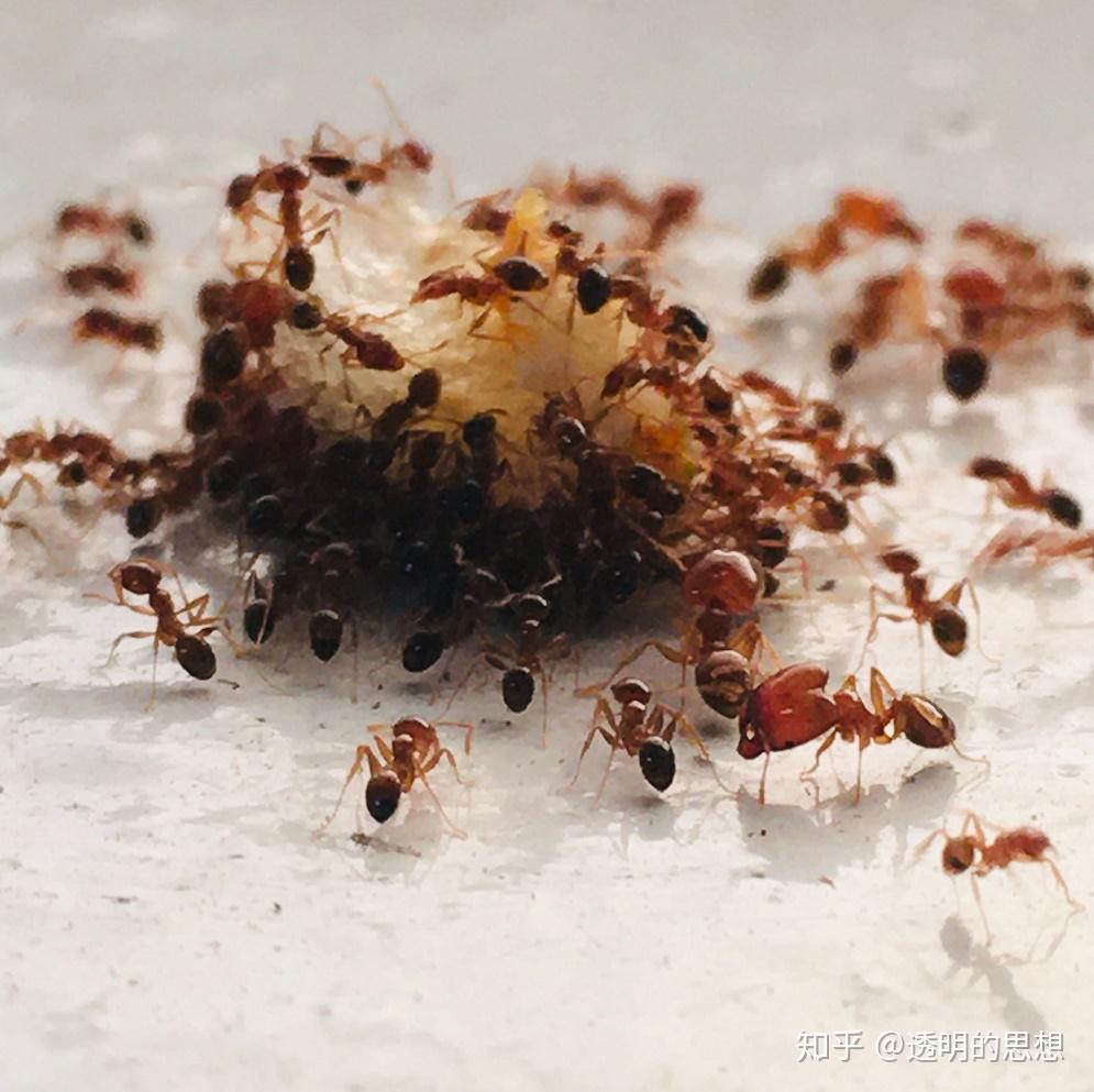 文明属于表现出智慧的群体而非理性的个体进化的历史140