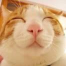 肥胖的-猫