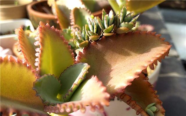 不死鸟多肉植物好养吗 v2-2b6c0cc629c05b21c8aa6a1ebac6d082_r.jpg