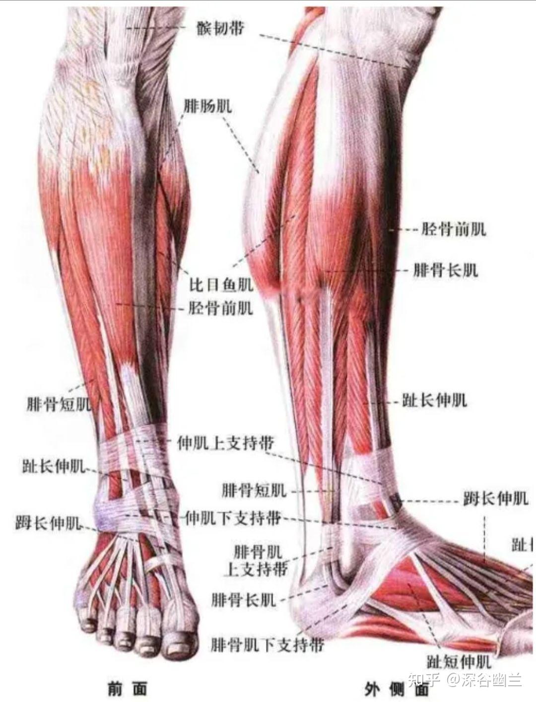 人体侧面肌肉解剖图片