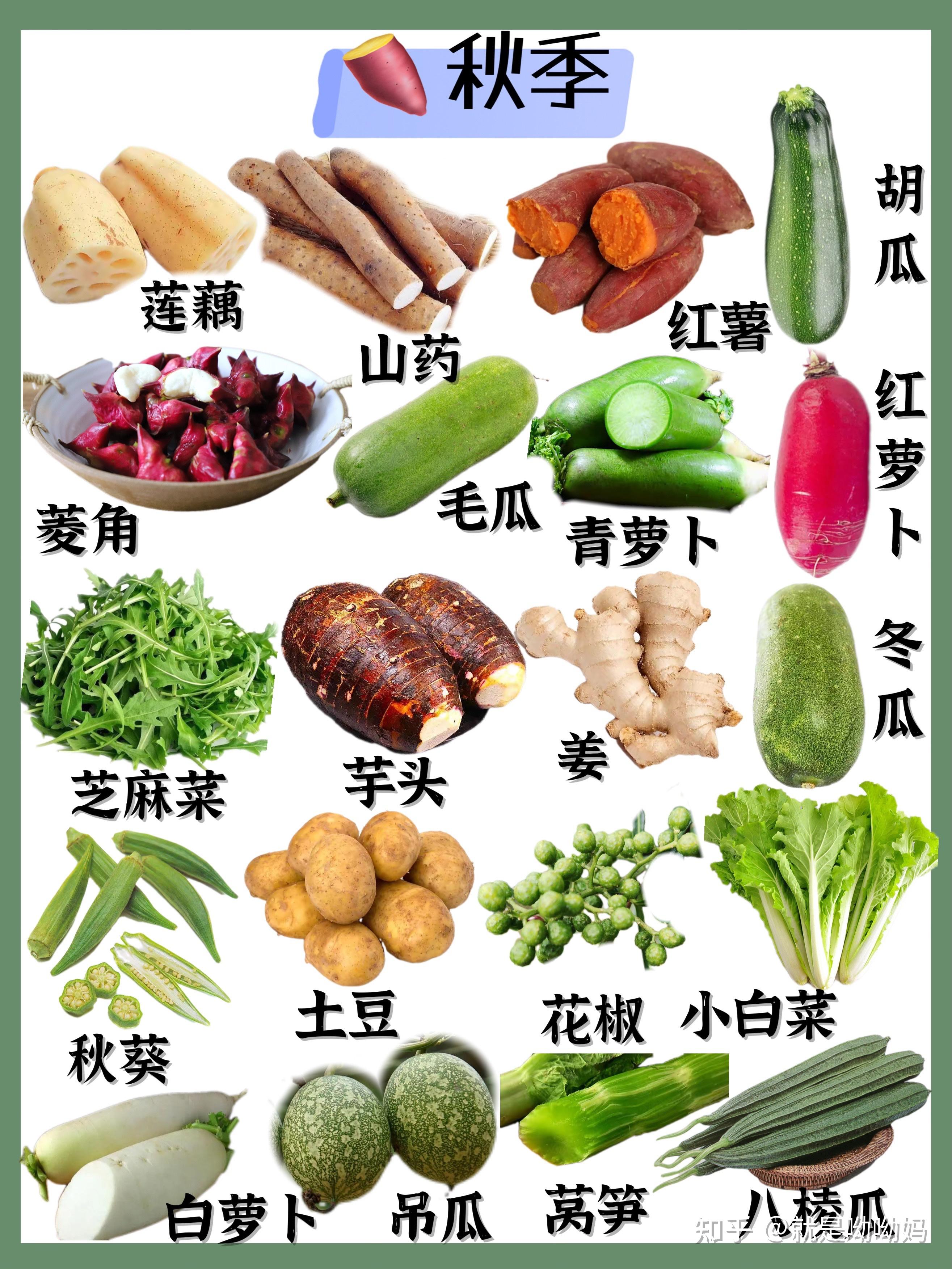 应季蔬菜时令表🥦🍅🧅每天都可以吃到新鲜🥬 - 知乎