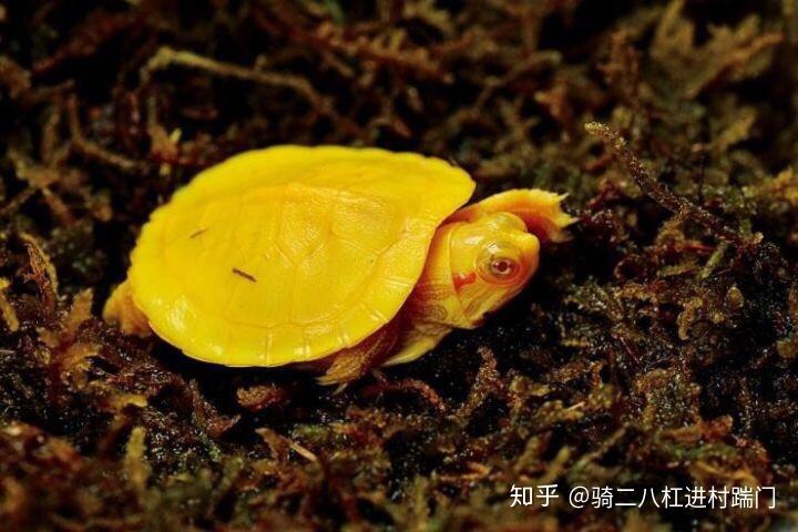 红耳龟观赏龟市场的基层群众