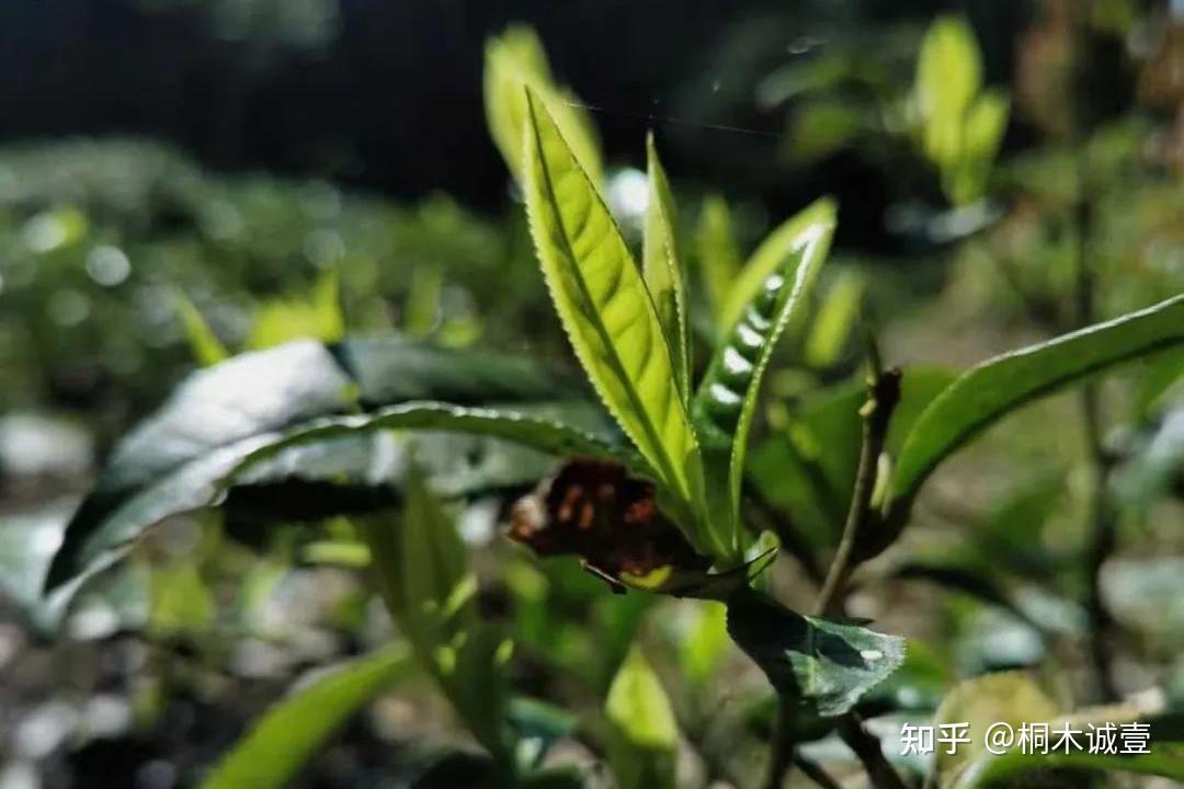荒野老树，独特“枞韵”--百年野茶老枞红茶 - 知乎