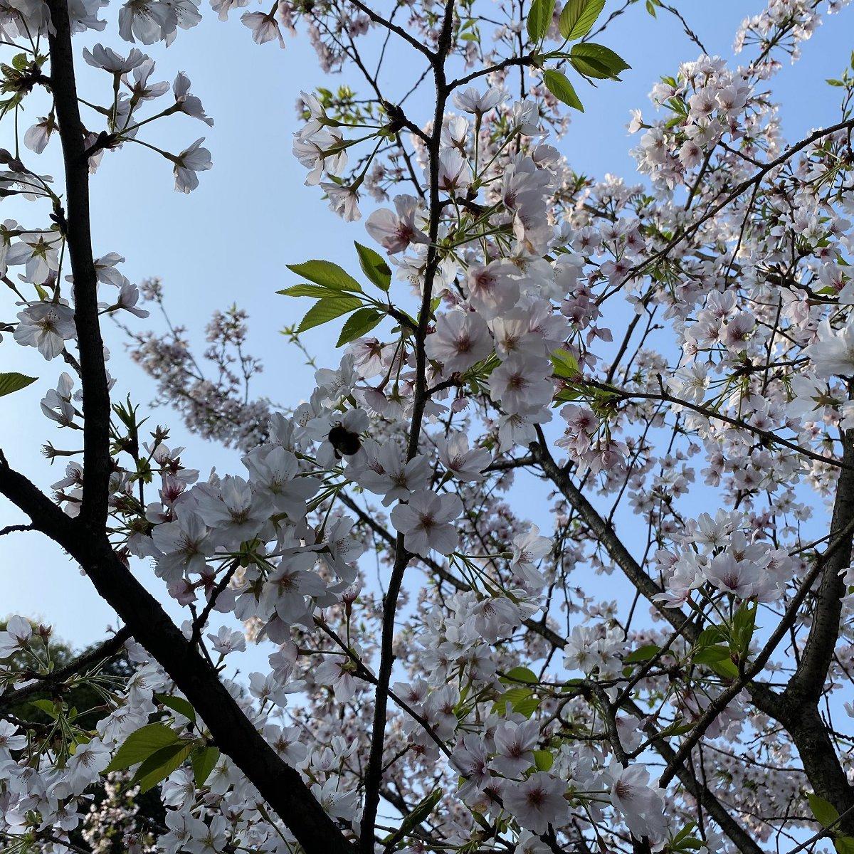 2022重庆南山植物园樱花图片小编实拍
