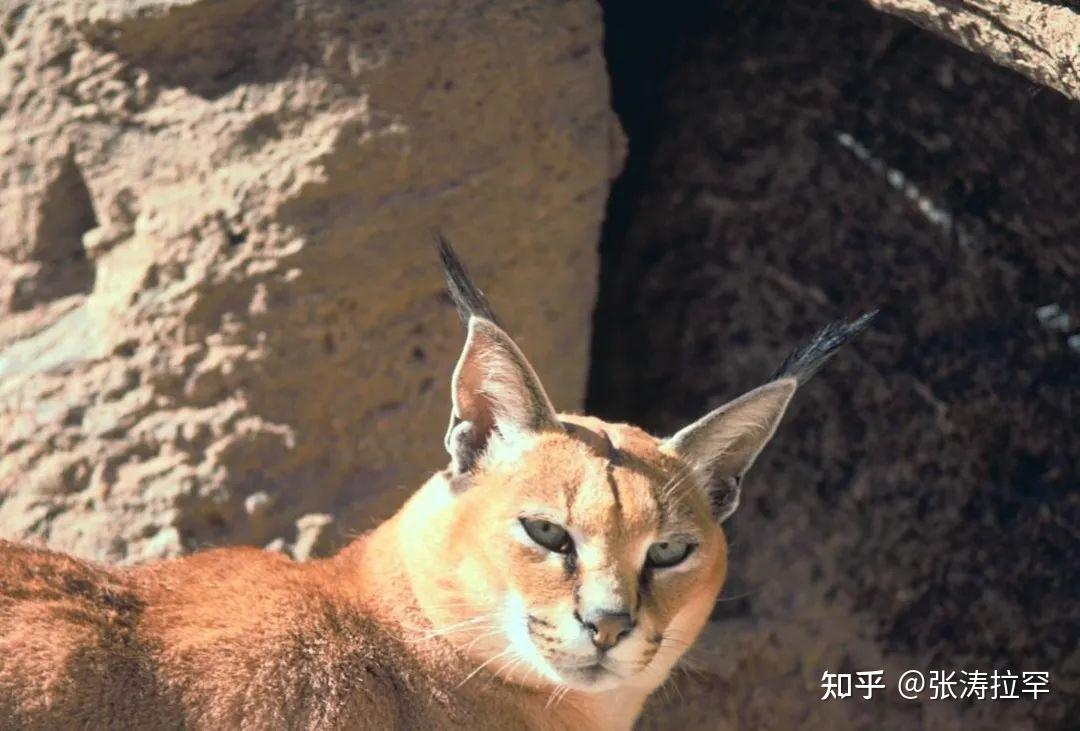 三角耳的獰貓猛漢子的少女心