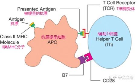 免疫系统是如何工作的——第四讲 抗原提呈的魔力