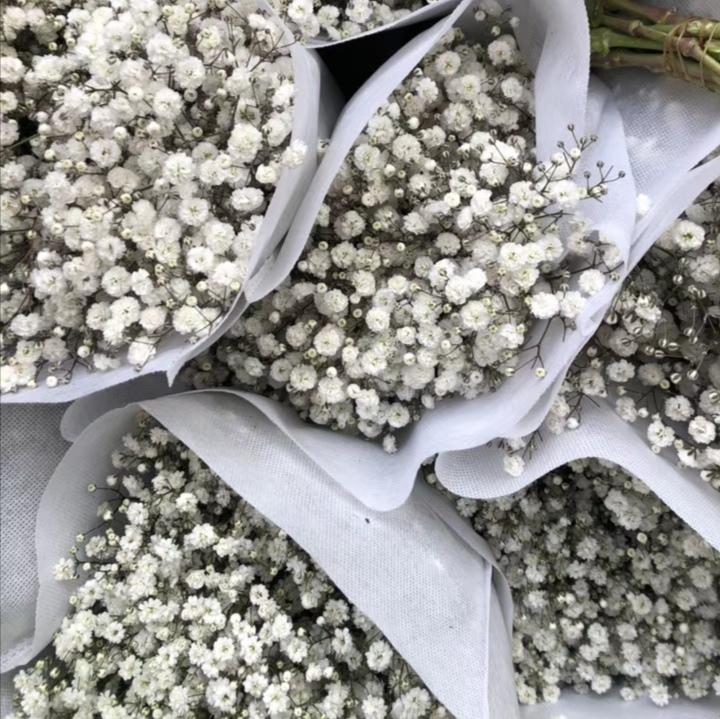 重瓣切花满天星根苗 多年生白粉色盆栽苗 花店品种绿植