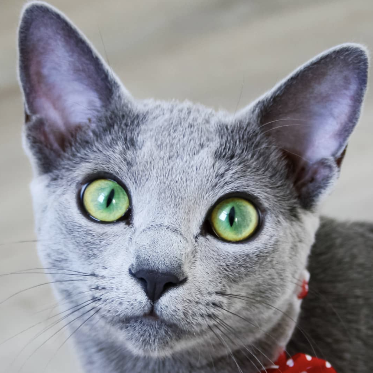 吸猫大会俄罗斯蓝猫haru