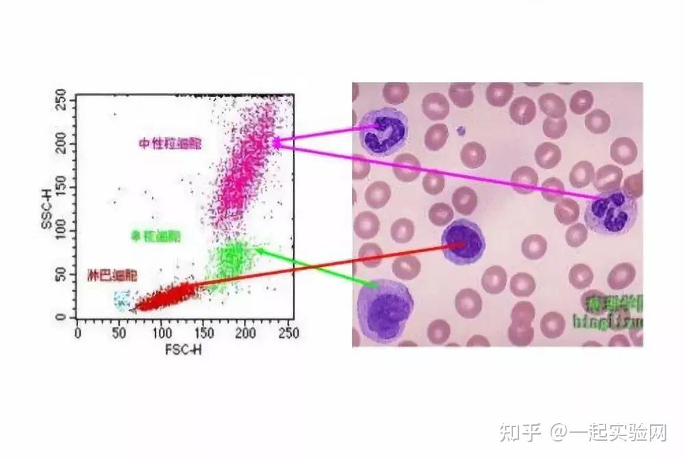 生信分析流式細胞術