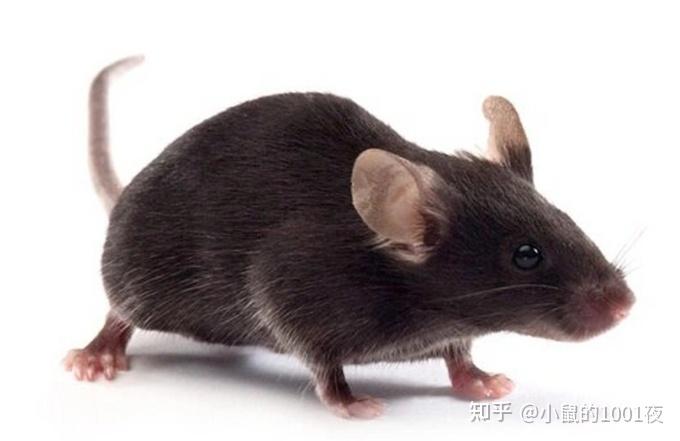 C57BL/6小鼠 - 知乎