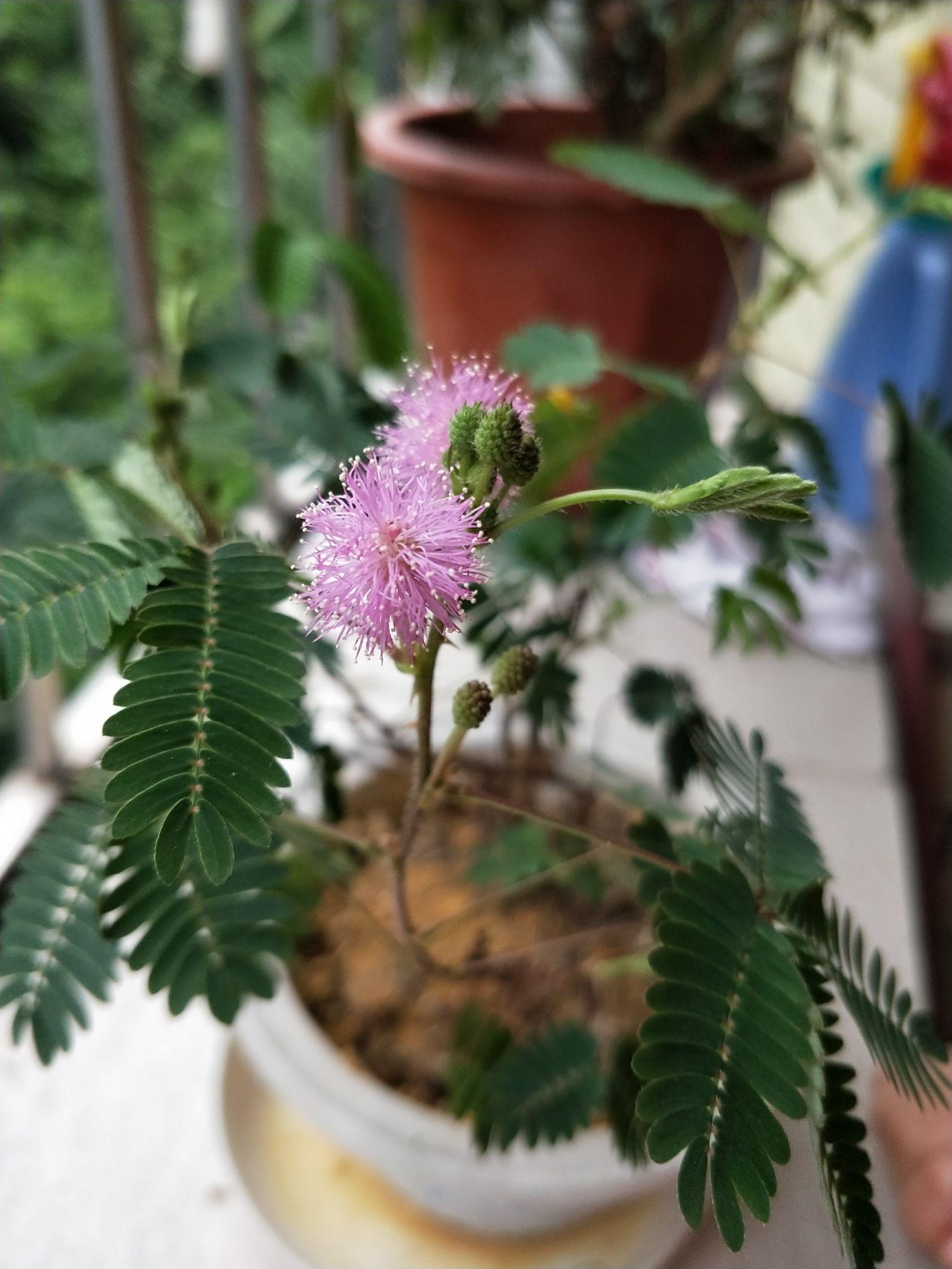 含羞草什么时候才会开花