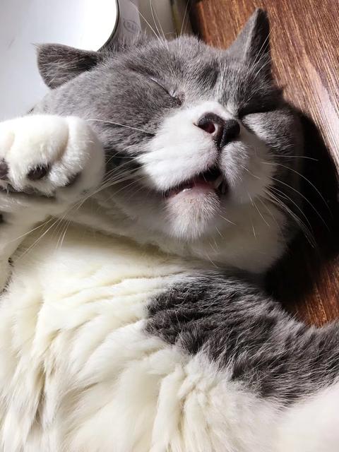 我家肥陶睡觉从来很豪放的,翻白眼跷脚流口水,该露的全露了,也从来没