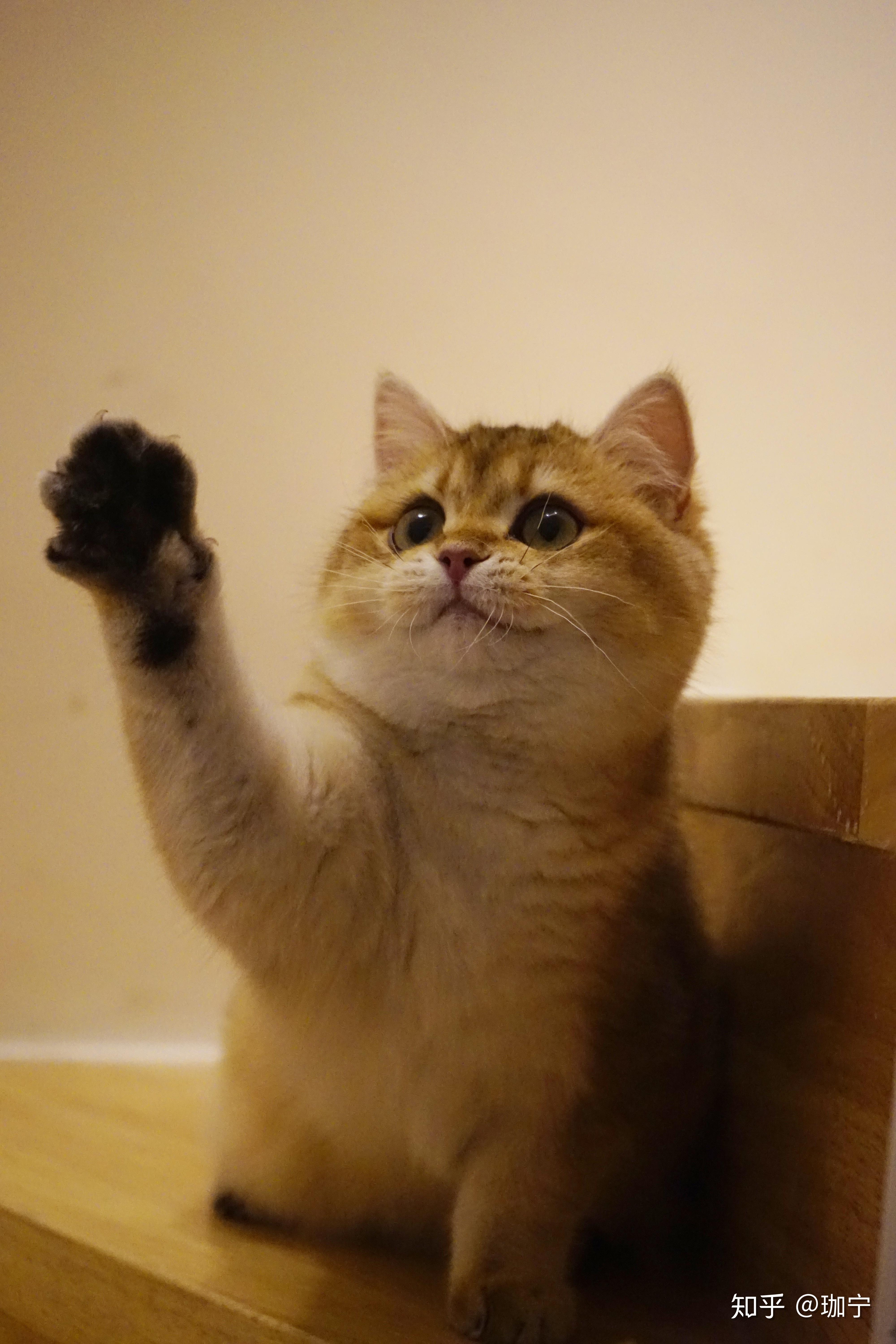 怎么挑选金渐层猫猫 v2-2b99215334e06ce09176ff2c46382a72_r.jpg