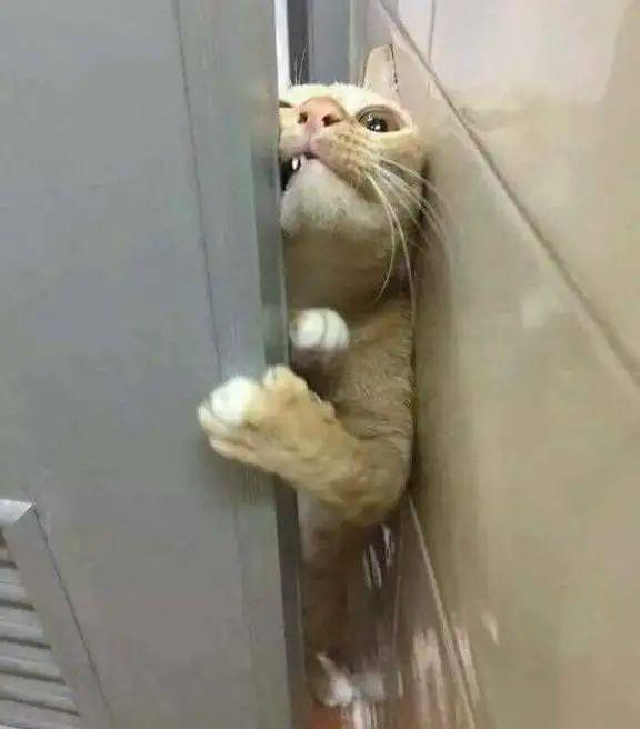 猫为什么会在人上厕所时跟着去? 3 v2 2b9a4febcd602774344fdd4551da6411 720w