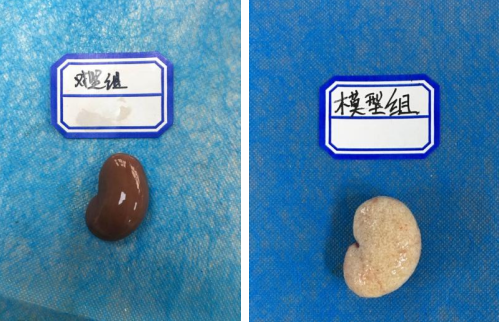 慢性肾衰大鼠模型