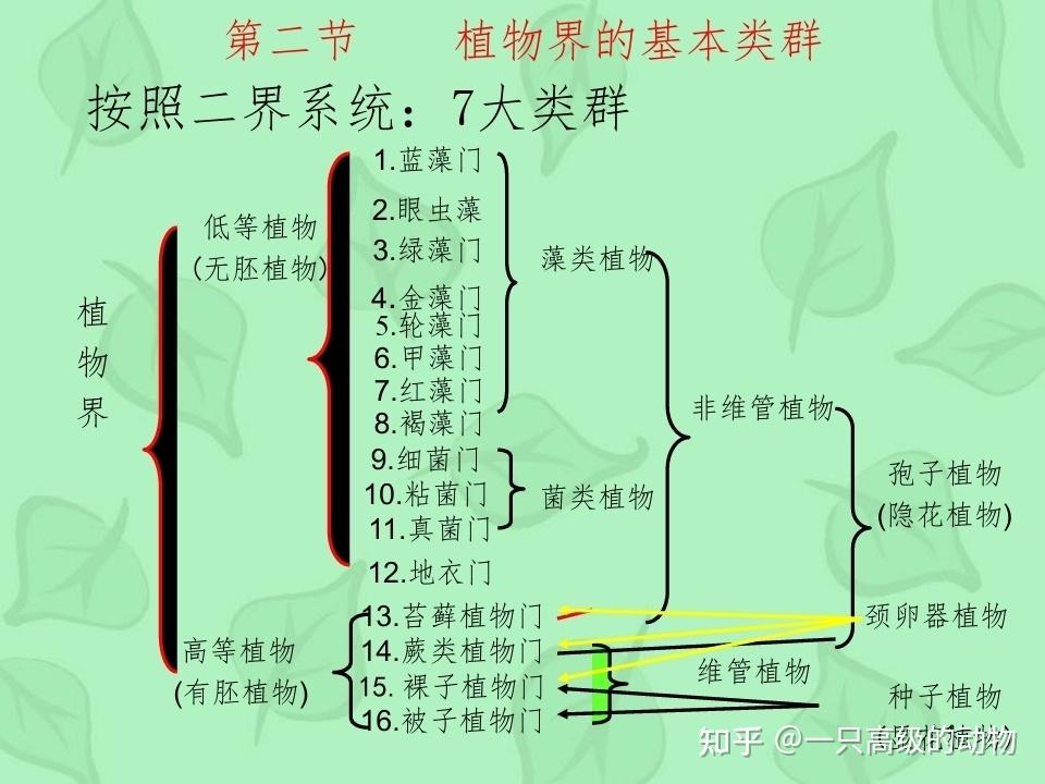 植物分类学笔记 - 知乎