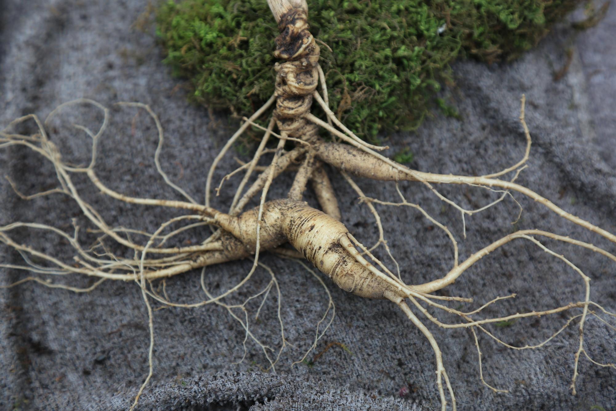 本草经读诠释了百草之王人参久服则气足身轻延年也