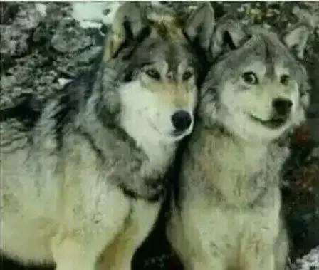 研究人员甚至还做出了一个大胆的实验:把哈士奇和动物园的狼关在一起