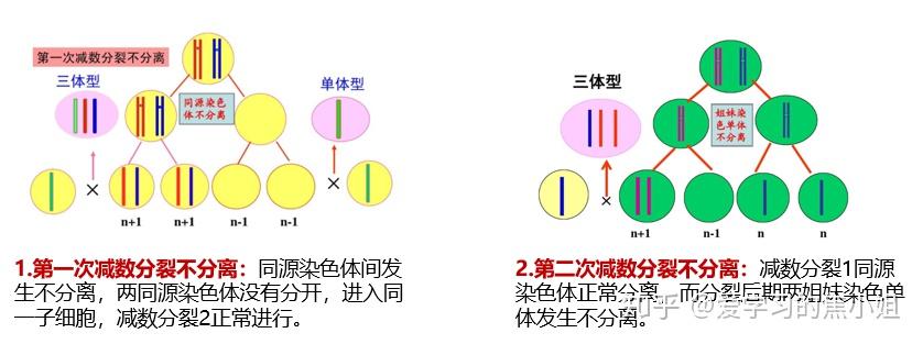 胚胎常被淘汰