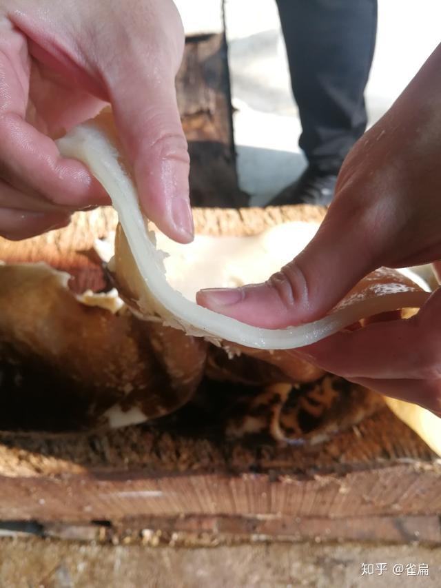 经常吃鱼鳔想要补身体的,其实你们错了,鱼鳔只是贵而不实