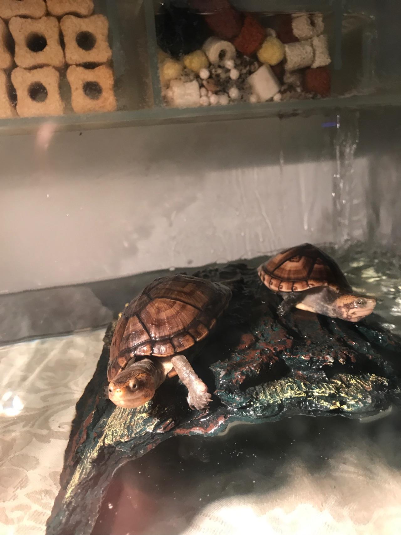 乌龟真的有灵性么?