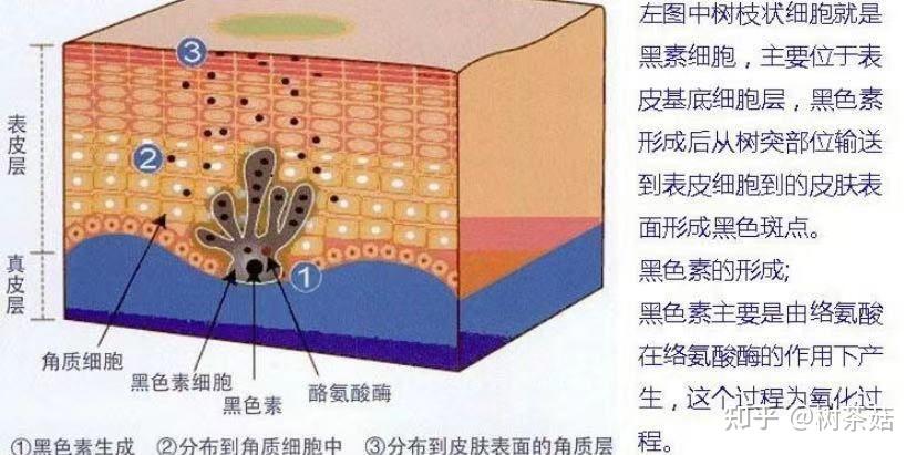 皮膚的顏色取決於皮膚表皮層中「黑色素」的量.