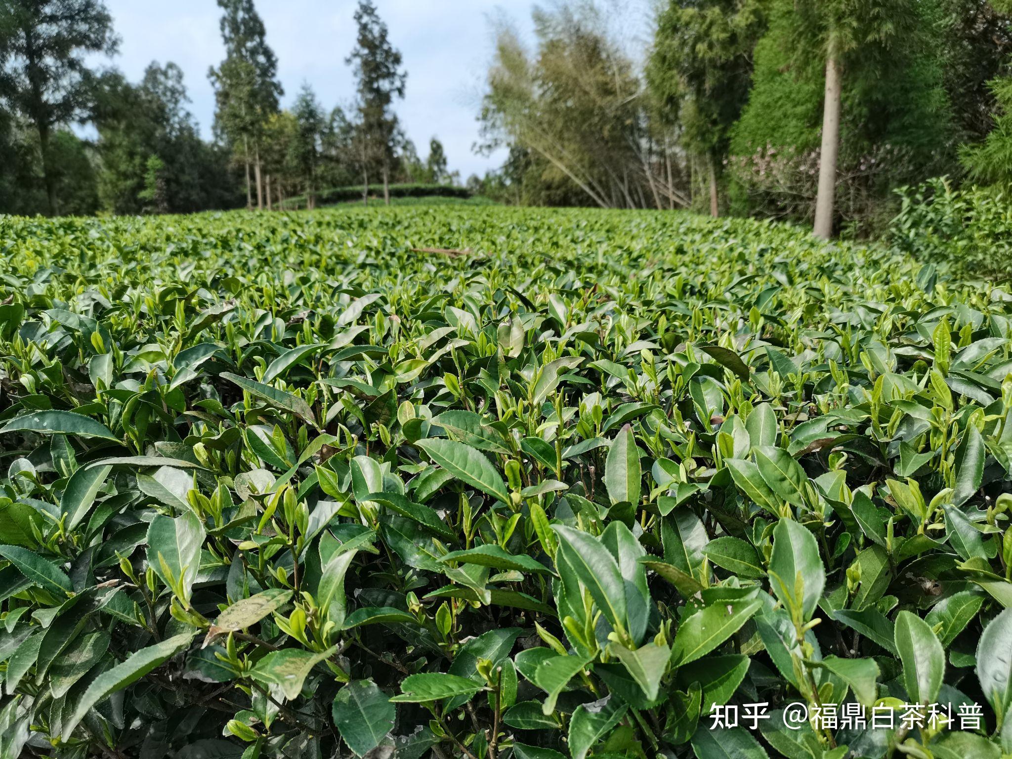 福鼎白茶主要产区—管阳镇