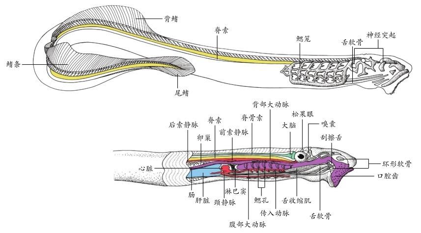 七鰓鰻和盲鰻 - 魚:全世界 300 種魚的彩色圖鑑(彩圖精裝) - 知乎書店