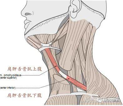 肩胛舌骨肌引发的怪毛病原创曾志平浮针大世界 知乎