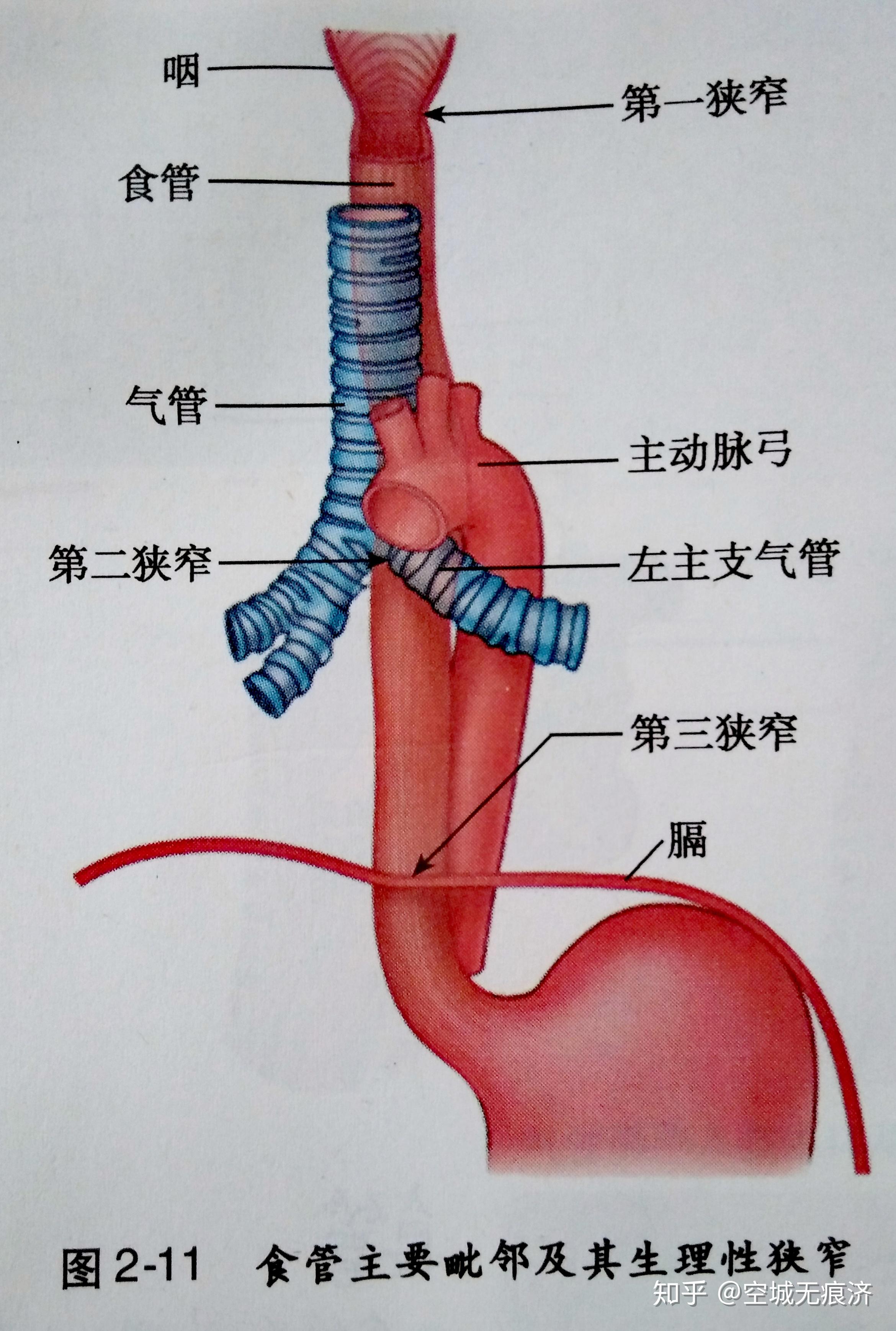 胃镜 | 悉尼大肠外科医生