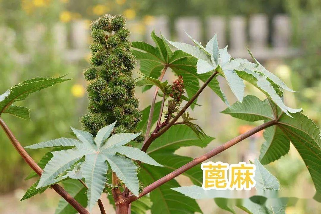 曼陀罗和蓖麻图片对比图片