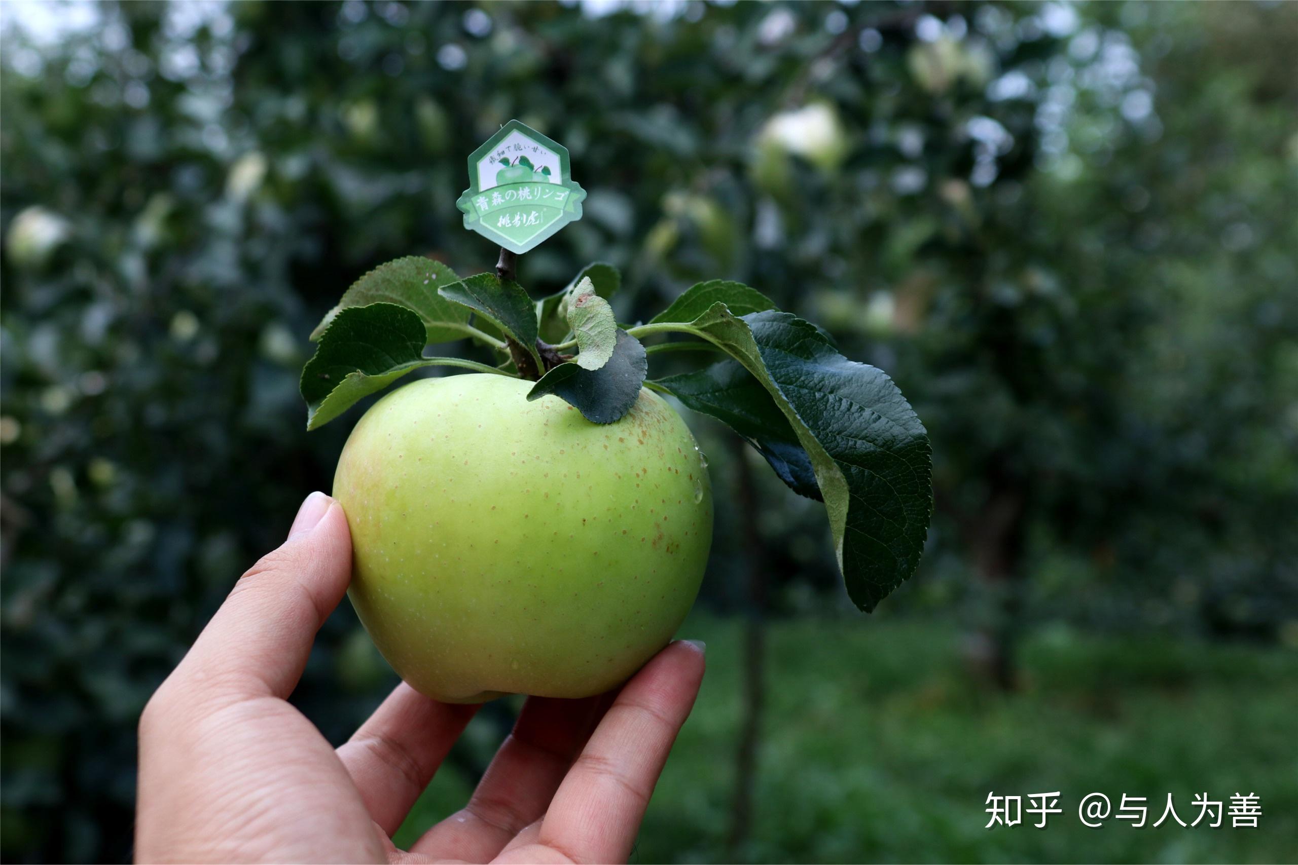 父种是"富士",是日本青森县培育出的苹果界纯正品种;多汁,脆甜爽口