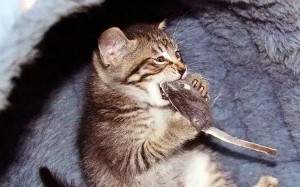 硅胶,橡胶,海绵一类的玩具,很可能在玩耍中被猫咪撕咬下来吞进胃里