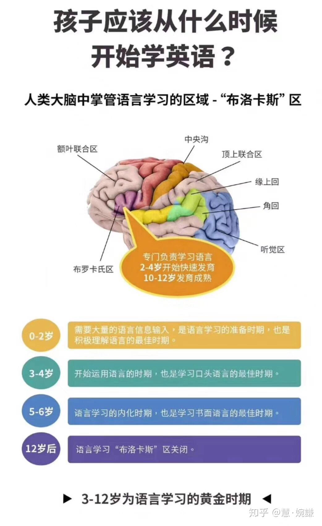 布罗卡氏区图片