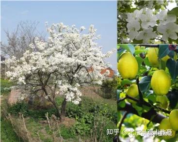 景观人植物理论系列 北方园林绿化常用乔木总述 知乎