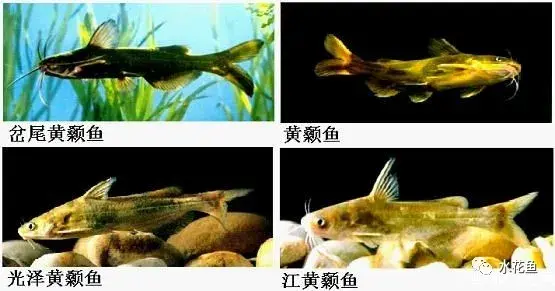 中国淡水鱼类共有1050种分属18目52科294属经济价值较高有110余种纯