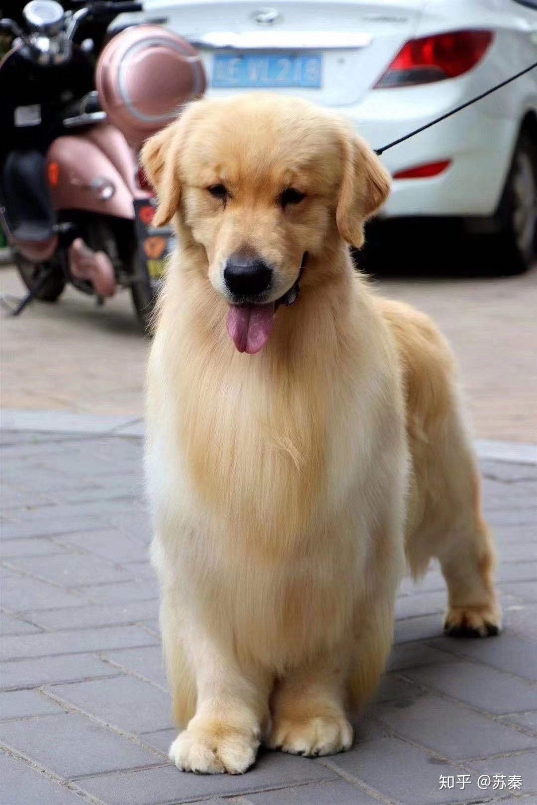 关于金毛猎犬的选购建议.