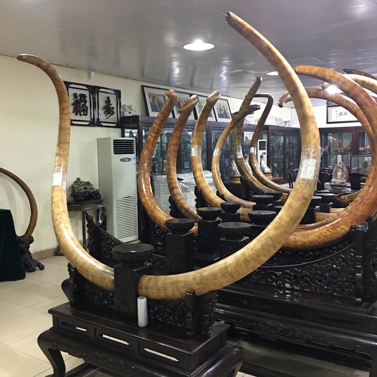 猛犸象牙如何保养