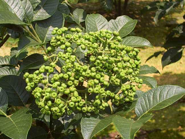 "山茱萸"与"吴茱萸",名字相似功效大不同!