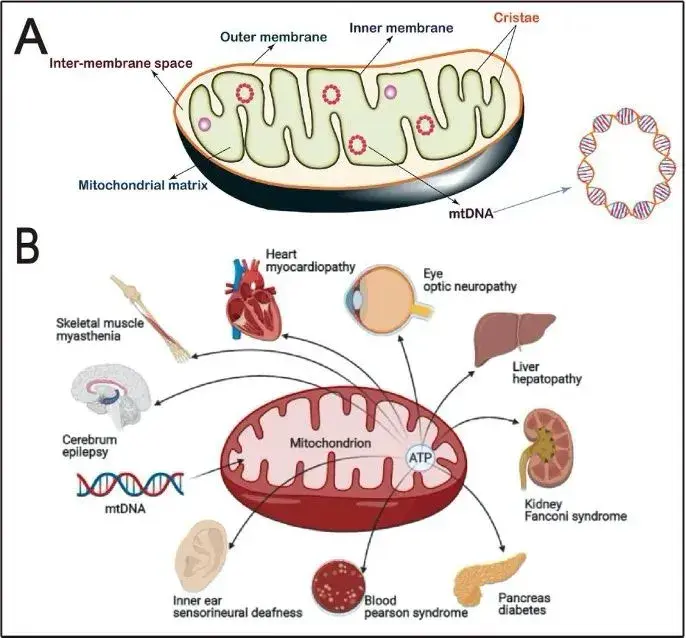 科研资讯 | 西北工业大学 | 线粒体靶向策略综述